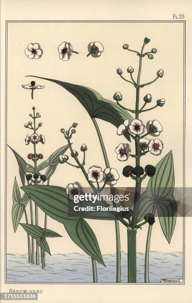 Botanical illustration of the arrowhead, Sagittaria sagittifolia. Lithograph by Verneuil with pochoir handcoloring from Eugene Grasset's “Plants and...