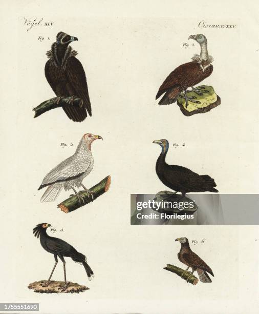 Cinereous vulture, Aegypius monachus 1, Egyptian vulture, Neophron percnopterus 2, bald eagle, Haliaeetus leucocephalus 3, Turkey vulture, Cathartes...