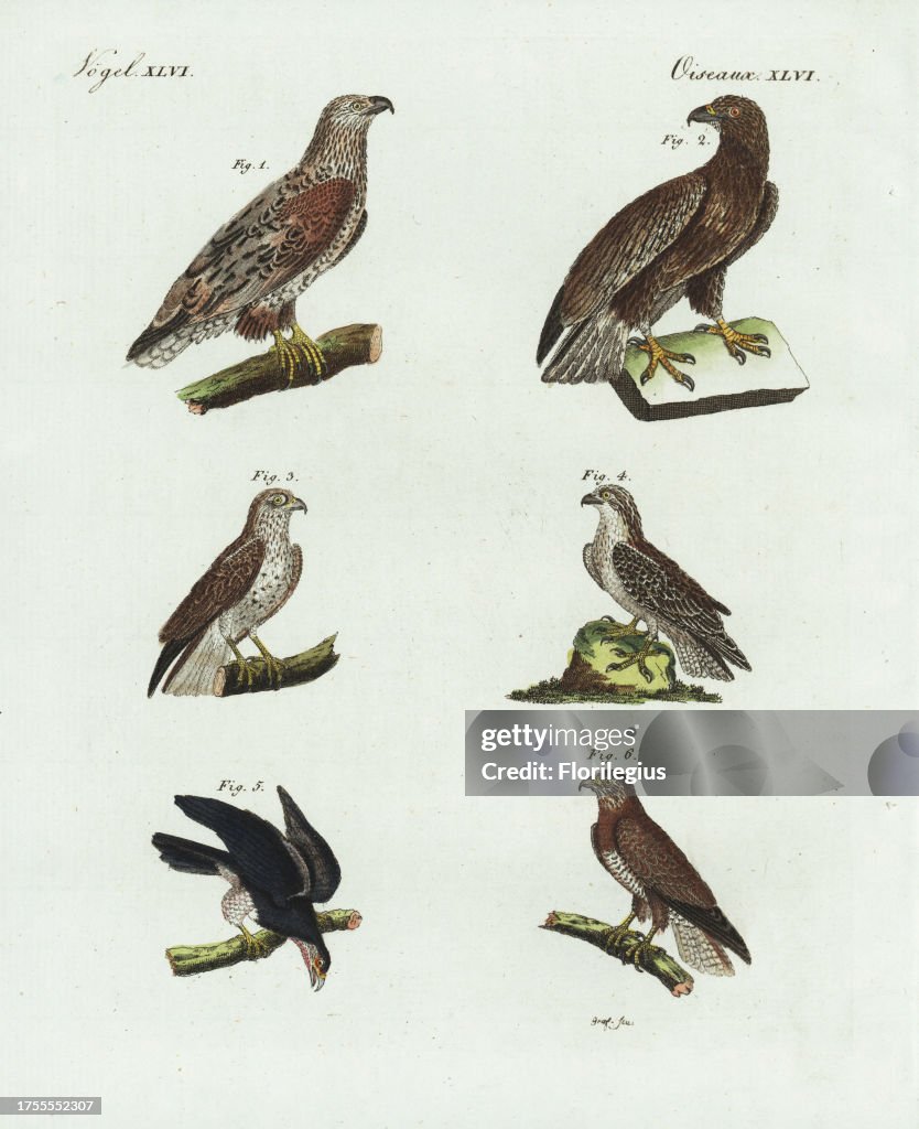 Eagles and hawks from Bertuch's 'Bilderbuch fur Kinder,' Germany, 1798