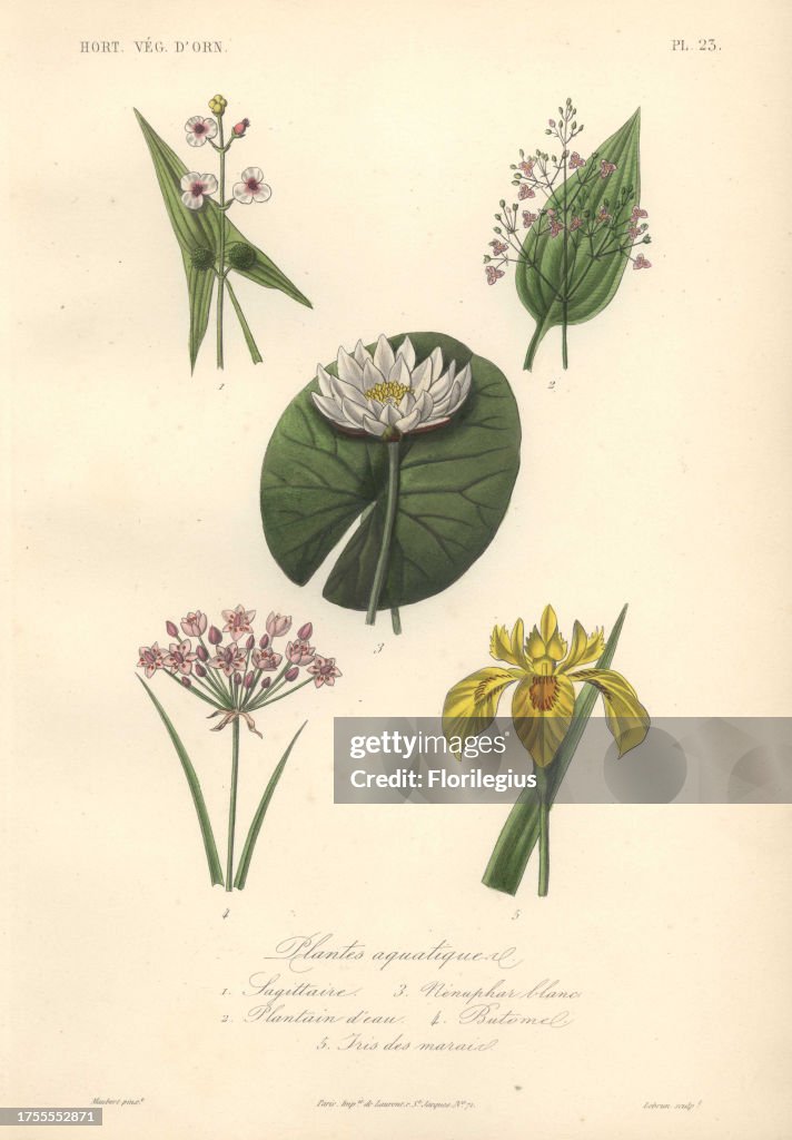 Decorative botanical print with arrowhead, plantain lily, waterlily and iris