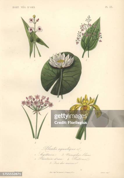 Five aquatic plants including white arrowhead , plantain lily , white water lily and yellow flag iris . Plantes Aquatiques: 1) Sagittaire 2) Plantain...