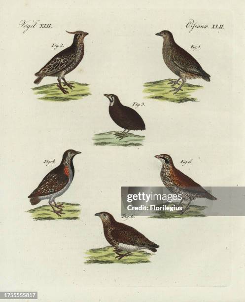 Quail, Coturnix coturnix 1, crested bobwhite, Colinus cristatus 2, blue-breasted quail, Excalfactoria chinensis 3, Madagascar buttonquail, Turnix...