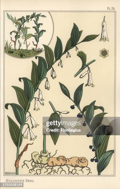 Botanical illustration of Solomon's seal, Polygonatum multiflorum. Lithograph by Verneuil with pochoir handcoloring from Eugene Grasset's “Plants and...