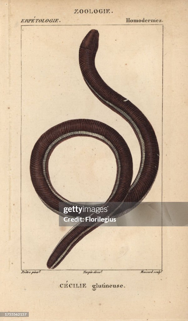 Ceylon caecilian