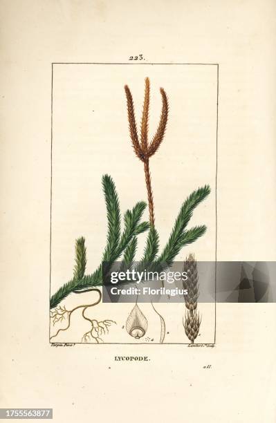 Common club moss, Lycopodium clavatum. Handcoloured stipple copperplate engraving by Lambert Junior from a drawing by Pierre Jean-Francois Turpin...