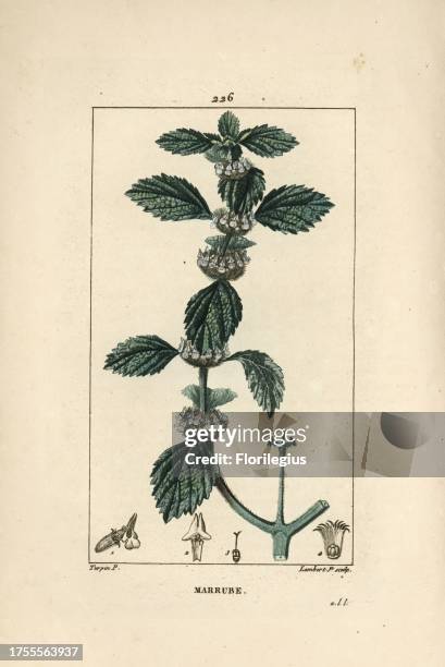 Common horehound, Marrubium vulgare. Handcoloured stipple copperplate engraving by Lambert Junior from a drawing by Pierre Jean-Francois Turpin from...