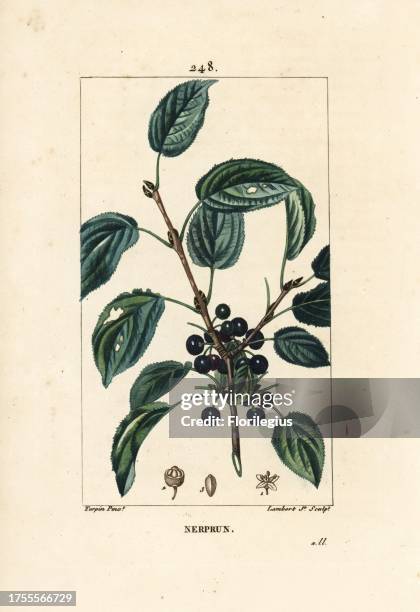 Purging buckthorn, Rhamnus cathartica. Handcoloured stipple copperplate engraving by Lambert Junior from a drawing by Pierre Jean-Francois Turpin...