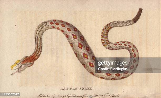 Rattlesnake Crotalus cerastes 'In the History of Peru, an account is given of a young woman who was wounded by a rattlesnake and died on the spot...