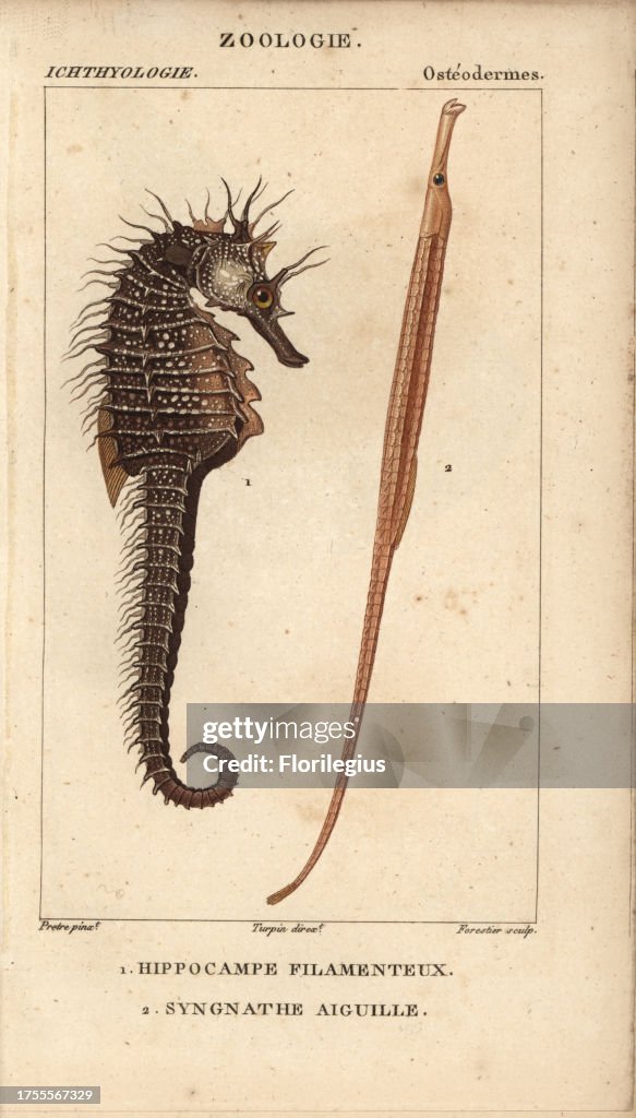Seahorse and greater pipefish