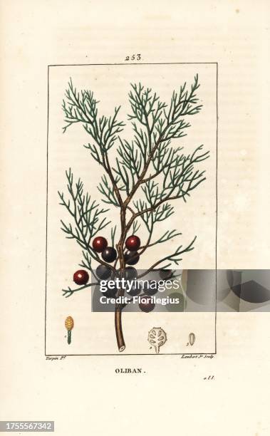 Phoenicean juniper, arar, or incense, Juniperus phoenicea, with branch, leaf and berry. Handcoloured stipple copperplate engraving by Lambert Junior...