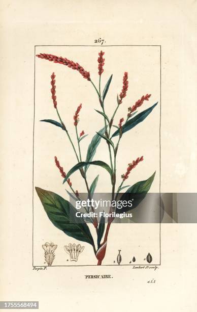 Water-pepper, Persicaria hydropiper , with flower, stalk and leaf. Handcoloured stipple copperplate engraving by Lambert Junior from a drawing by...