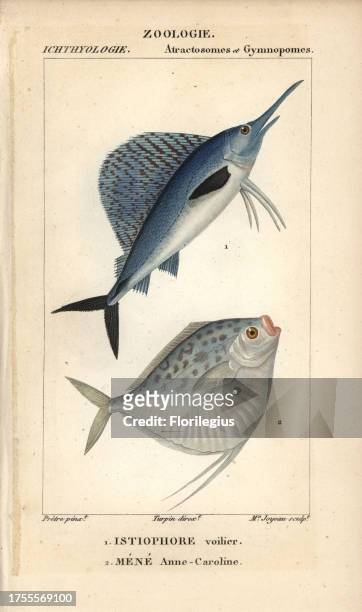 Indo-Pacific sailfish, istiophore voilier, Istiophorus platypterus, and moonfish, Mene Anne-Caroline, Mene maculata. The moonfish was named for...