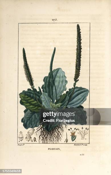 Plantain, Plantago major, with leaf, flower and roots. Handcoloured stipple copperplate engraving by Lambert Junior from a drawing by Pierre...