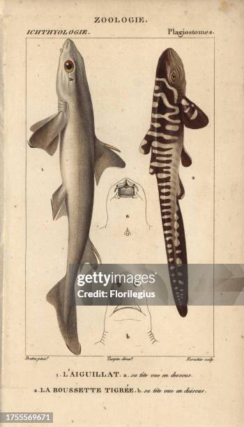 Spiny dogfish, l'aiguillat, Squalus acanthias and catshark, la roussette tigree, Scyliorhinus canicula. Handcoloured copperplate stipple engraving...