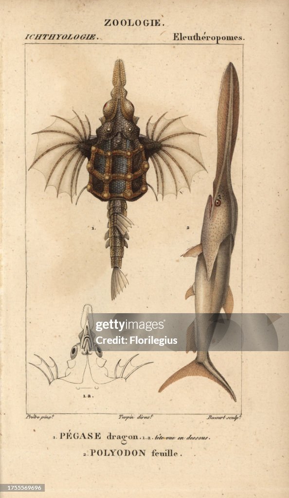 Little dragonfish and paddlefish