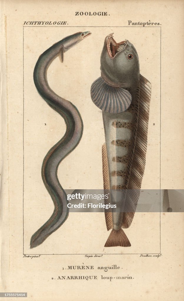 Eel and wolf-fish