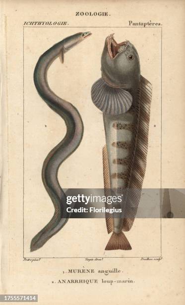 Eel, murene anguille, Anguilla anguilla, and Atlantic wolf-fish, anarrhique loup-marin, Anarhichas lupus. Handcoloured copperplate stipple engraving...