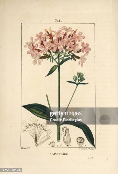 Common soapwort, Saponaria officinalis, with flower, leaf, stem and seed. Handcoloured stipple copperplate engraving by Lambert Junior from a drawing...