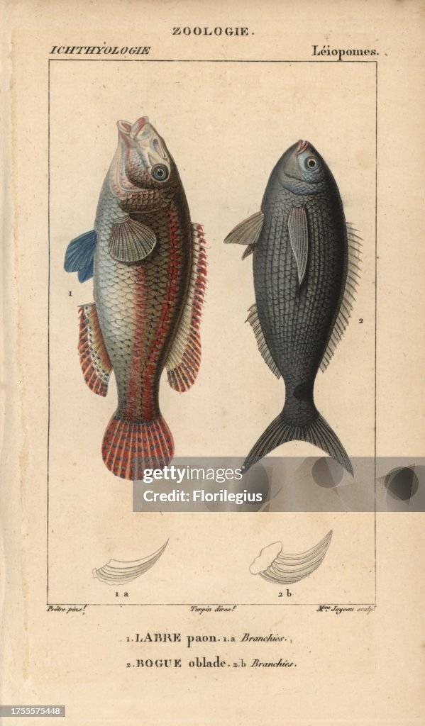Ornate wrasse and bogue