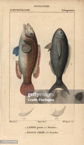 Ornate wrasse, labre paon, Thalassoma pavo, and bogue, oblade, Boops boops. Handcoloured copperplate stipple engraving from Jussieu's 'Dictionnaire...