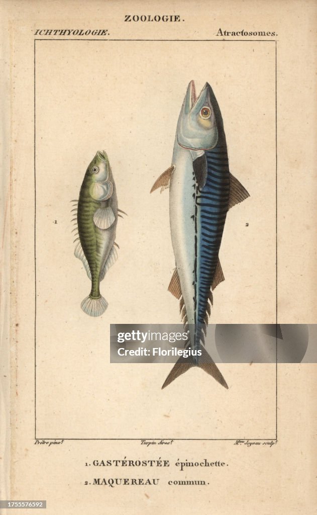 Ninespine stickleback and mackerel