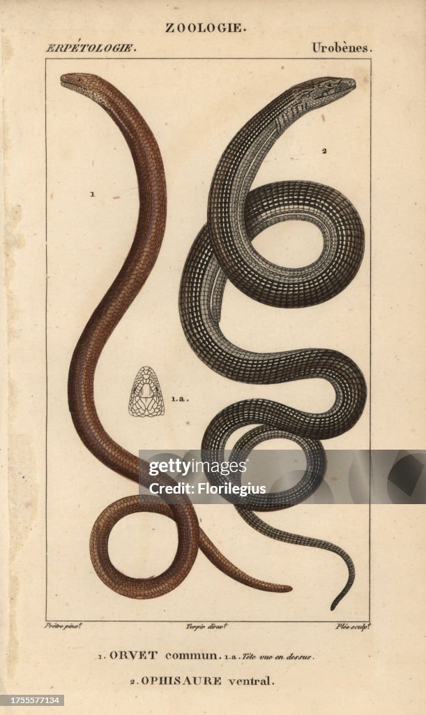 Slow worm and glass lizard