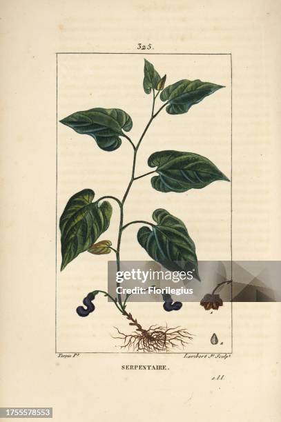 Virginian snakeroot, Aristolochia serpentaria, with flower, leaf, stalk, seed and root. Handcoloured stipple copperplate engraving by Lambert Junior...