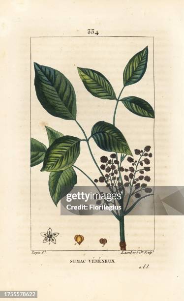 Poison oak, Toxicodendron pubescens. Handcoloured stipple copperplate engraving by Lambert Junior from a drawing by Pierre Jean-Francois Turpin from...