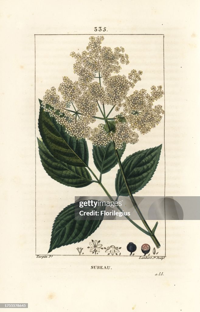 Common elder tree, Sambucus nigra. Handcoloured stipple copperplate ...