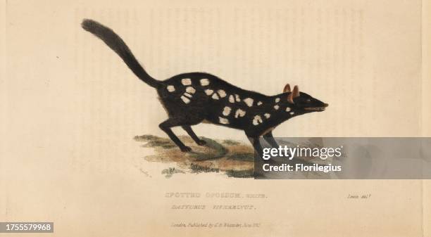 Eastern quoll or spotted opossum, Dasyrus viverrinus. Native to Tasmania. Illustration by John Lewin. Handcoloured copperplate engraving by J....