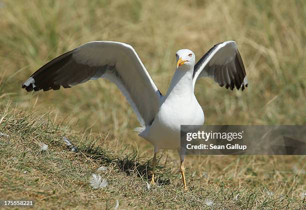 European herring gull prepares to take flight from a grassy dune on a sunny day on the south beach of Duene Island on August 4, 2013 near Helgoland,...