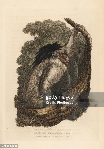 Maned sloth, Bradypus torquatus. Vulnerable. Handcoloured copperplate engraving from Edward Griffith's The Animal Kingdom by the Baron Cuvier,...
