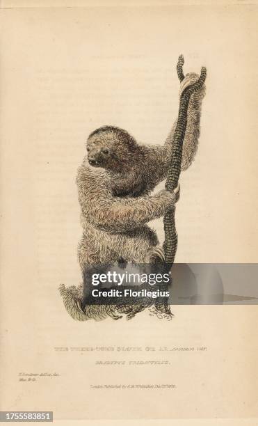 Three toed sloth or ai, Bradypus tridactylus. Illustration drawn and engraved by Thomas Landseer from a specimen in the British Museum. Handcoloured...