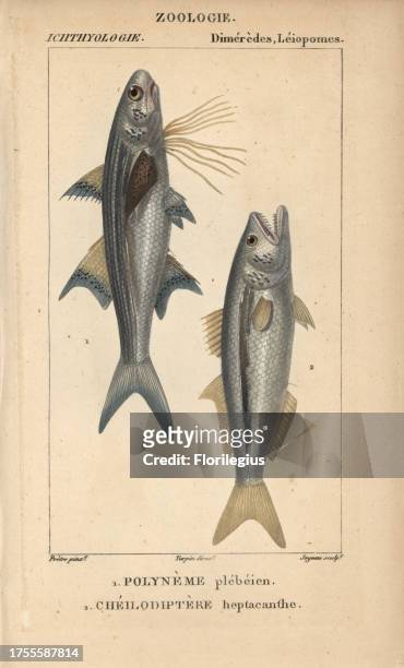 Striped threadfin, polyneme plebeien, Polydactylus plebeius, and bluefish, cheilodiptere heptacanthe, Pomatomus saltatrix. Handcoloured copperplate...