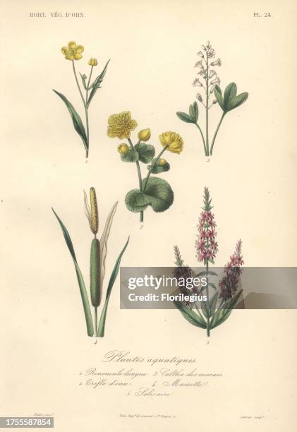 Five aquatic plants including yellow greater spearwort , white clover , yellow marsh marigold , bulrush and purple loosestrife . Plantes Aquatiques:...