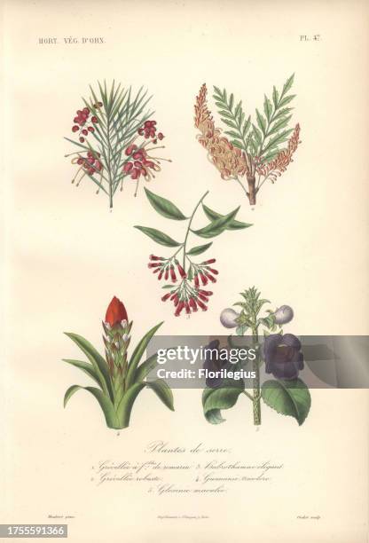 Five shrubs, including scarlet rosemary grevillea , orange silky oak , Habrothamnus elegans, crimson guzmania and purple gloxinia . Plantes De Serre,...