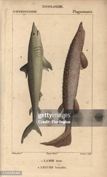 Porbeagle, Lamna nasus, Lamie nez, and spiny dogfish, Squalus acanthias, Scymnus spinosos. Handcoloured copperplate stipple engraving from Jussieu's...