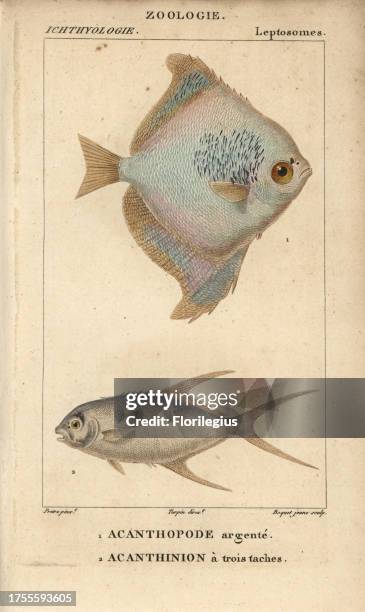 Silver moony, Monodactylus argenteus, Acanthopode argente, and pompano, Acanthinion a trois taches, Trachinotus ovatus. Handcoloured copperplate...