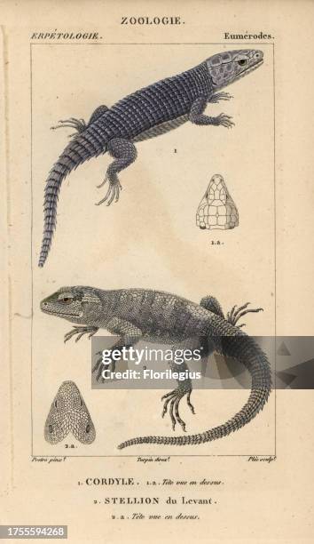 Armadillo girdled lizard, Cordylus cataphractus, cordyle, and roughtail rock agama, Laudakia stellio, stellion du Levant. Handcoloured copperplate...