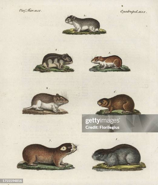 Meadow jumping mouse, Zapus hudsonius 1, sandy mole rat, Spalax arenarius 2, grey dwarf hamster, Cricetulus migratorius 3, Siberian hamster, Phodopus...