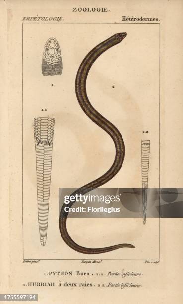 123 Python Indian Photos Stock Photos, High-Res Pictures, and Images ...
