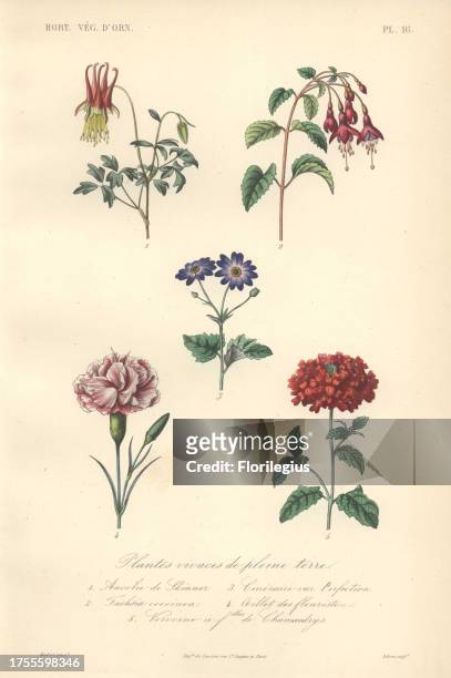 Five ornamental plants including red and yellow columbine , crimson fuchsia, blue cineraria, pink and white carnation and scarlet vervain . Plantes...