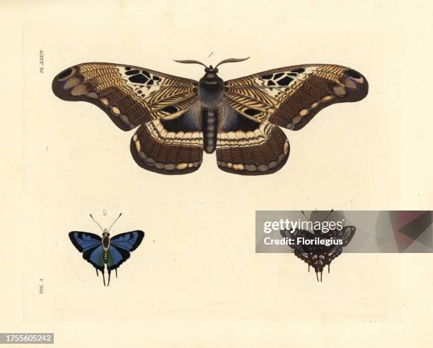 Dactyloceras lucina moth 1, and common silverspot butterfly, Aphnaeus orcas, upper side 2, under side 3. Handcoloured lithograph from John O....