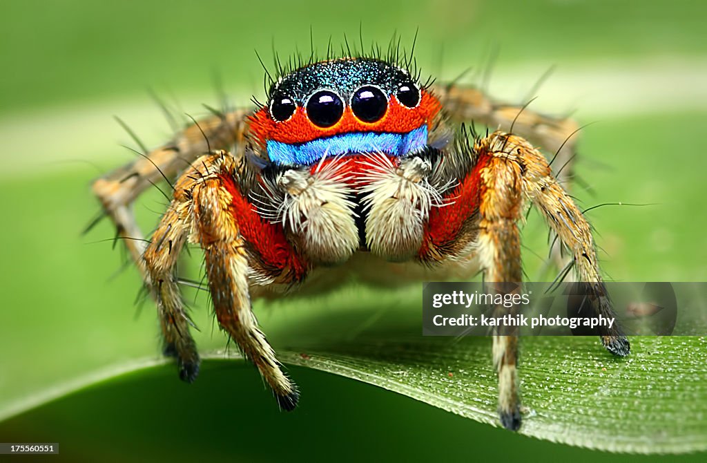 Adult male jumping spider