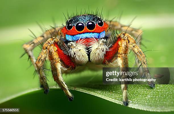 adult male jumping spider - jumping spider stock pictures, royalty-free photos & images