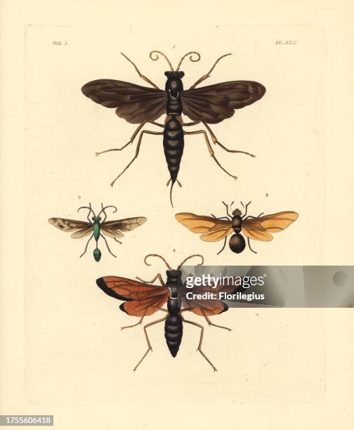 Spider wasp, Pepsis atrox 1, digger wasp, Sphex sericeus 2, queen carpenter ant, Camponotus fervidus 3, and African spider wasp, Pepsis severa 4....