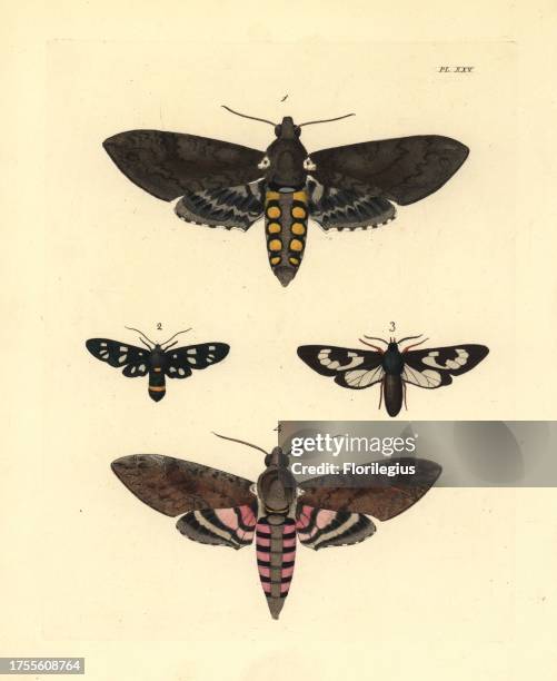 Tobacco hornworm, Manduca sexta 1, nine-spotted moth, Amata phegea 2, Cosmosoma fenestrata 3, and pink-spotted hawkmoth or sweetpotato hornworm,...