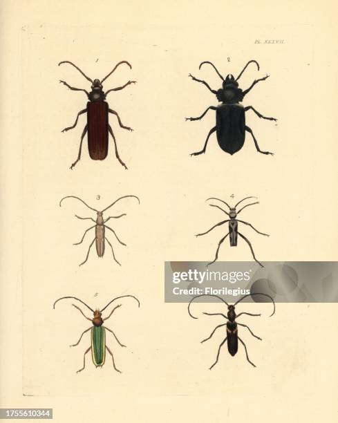 Timber borer beetle, Orthosoma pensylvanicus 1, broad-necked root borer, Prionus laticollis 2, Eburia tetrastalacta 3, long-legged clytus, Clytus...