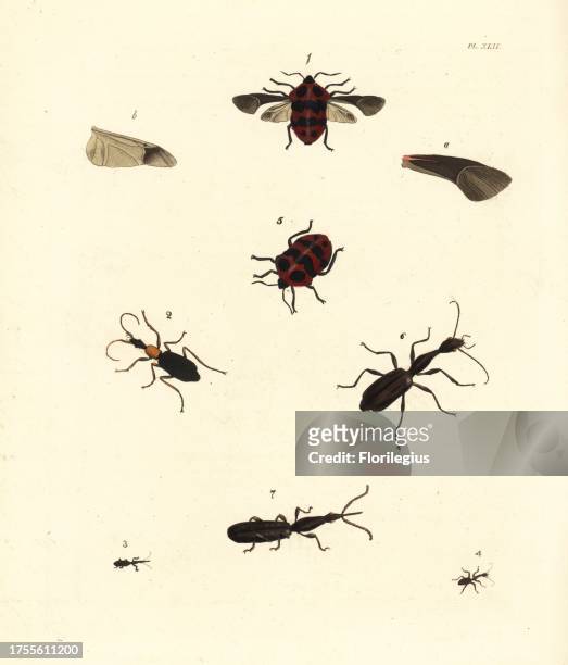 Jewel bug, Poecilocoris druraei 1 Galerita americana 2, snout weevil, Brenthus minutus 3, magnified 7, and Casnonia longicollis, natural size 4,...