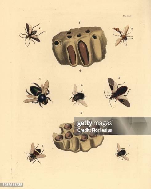Leptoscelis pictus 1, potter wasp, Eumenes abdominalis 2, carpenter bee, Xylocopa grossa 3, Tachinid fly, Echinomyia hirta 4, assassin bug, Triatoma...